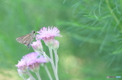 ピンクの花でお食事