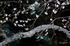 梅