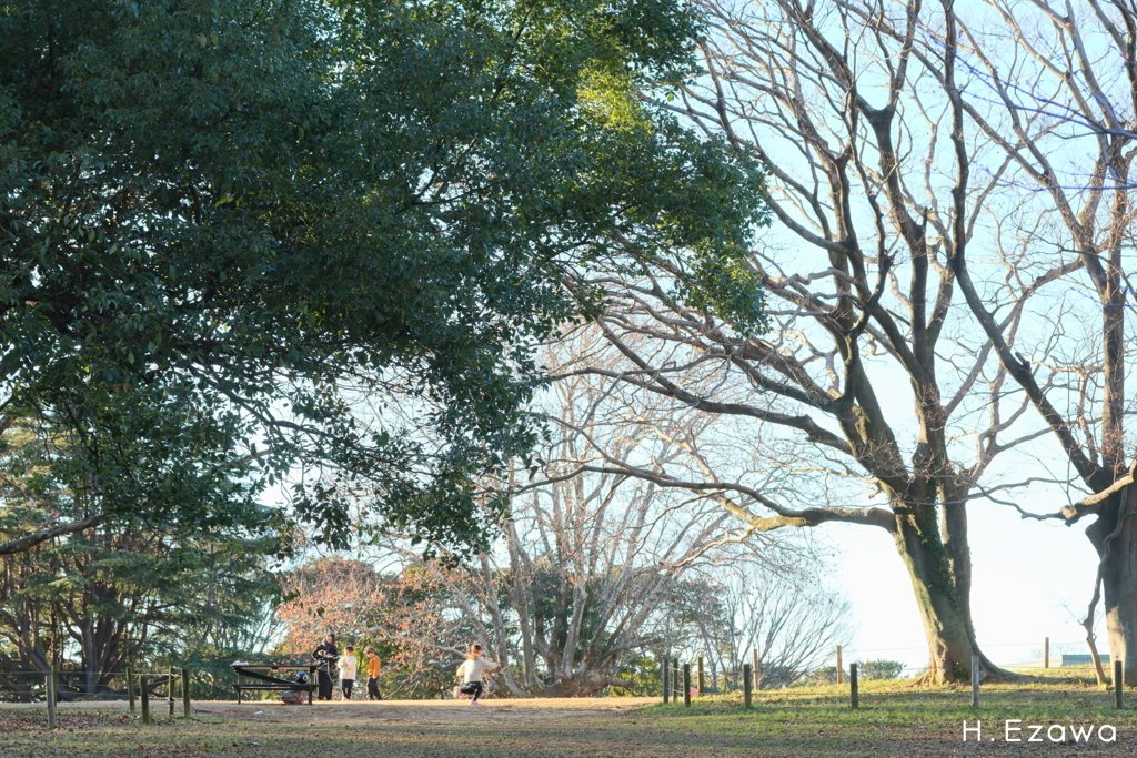 冬の公園