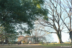 冬の公園
