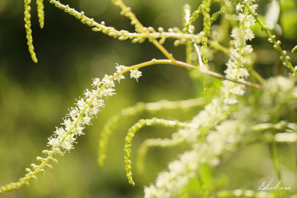 雲南百薬の花