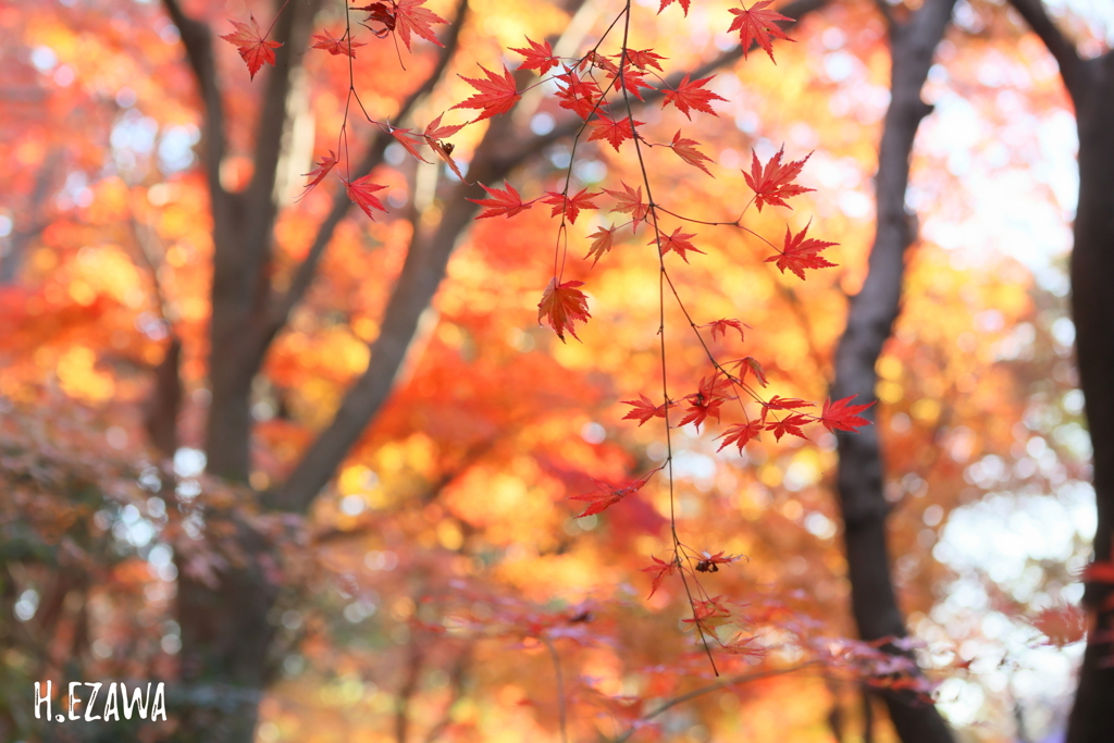 紅枝垂れ