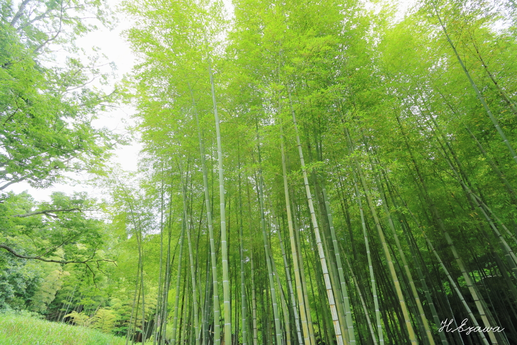 そびえ立つ