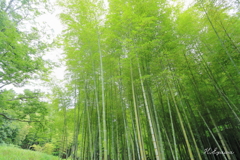 そびえ立つ