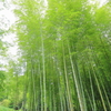 そびえ立つ