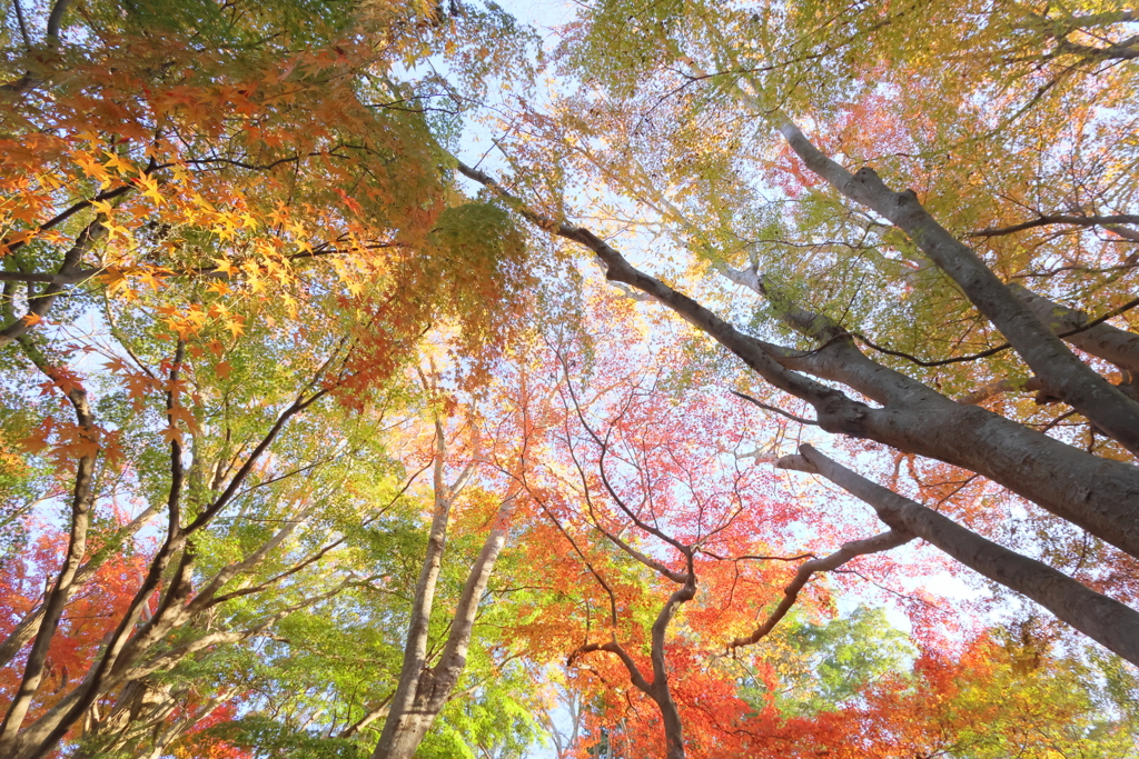 グラデーション