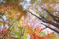 グラデーション