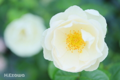 白薔薇