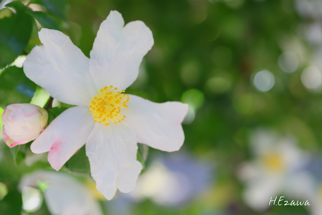 白い山茶花2