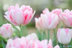 Cute tulips