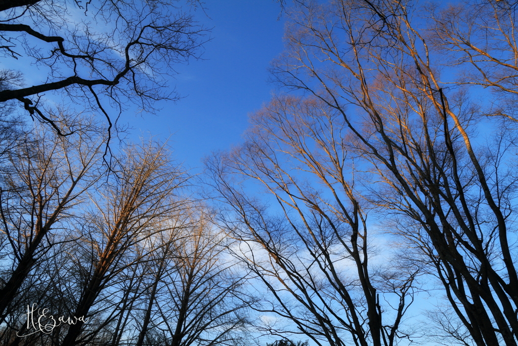 冬の空
