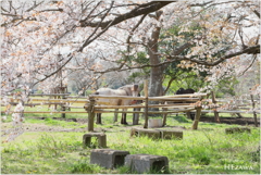 桜咲く牧場