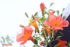 凌霄花