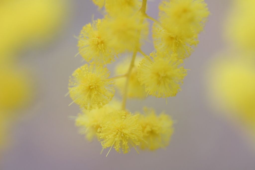 春の線香花火