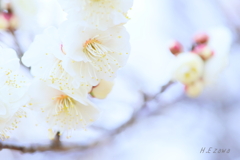 白い梅花