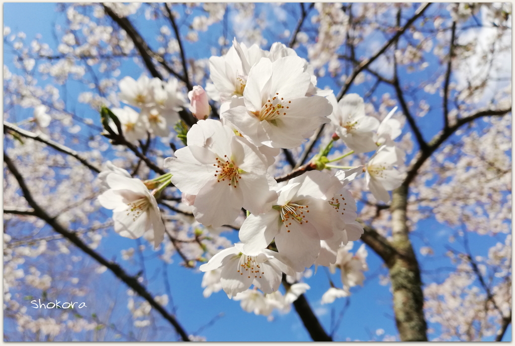 青空を見上げて