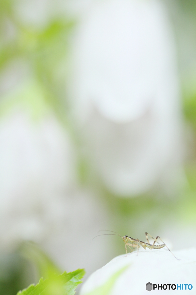 チビカマの冒険