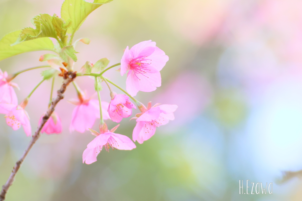 河津桜3