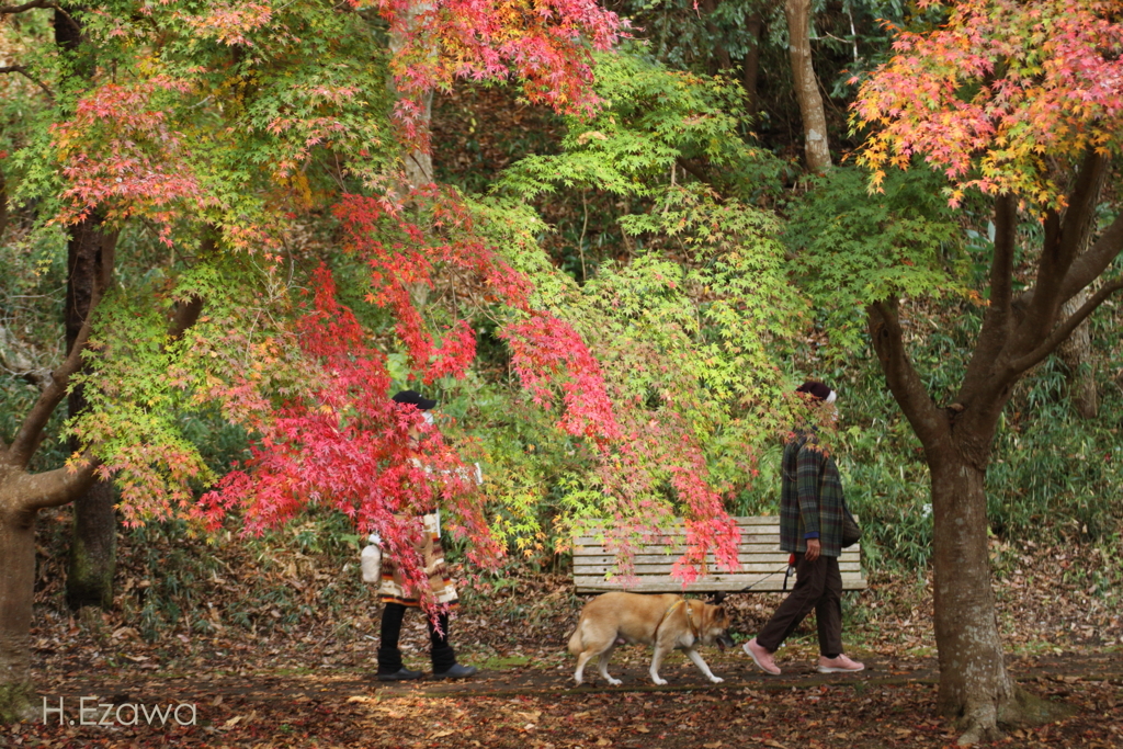 わんちゃんと紅葉狩り