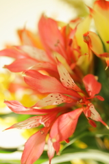 Organic flower
