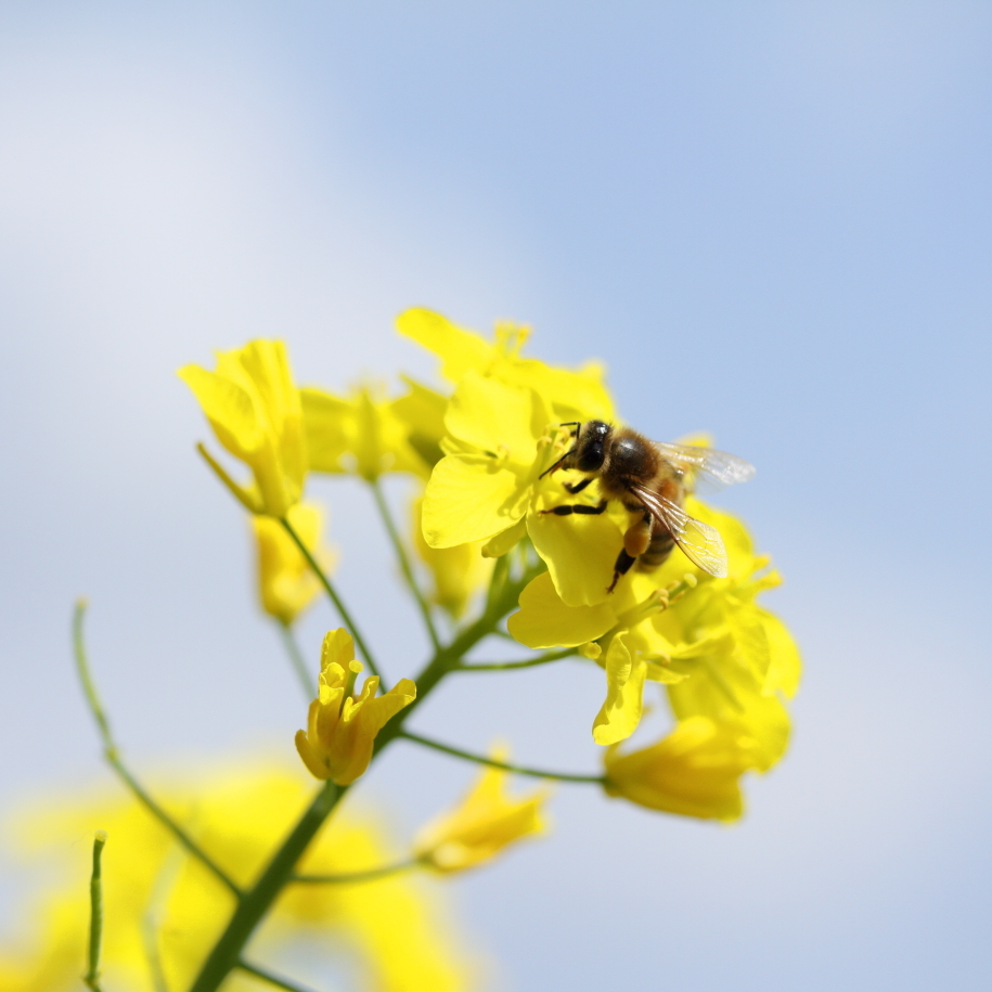 Yellow dish