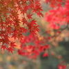 紅葉Ⅱ