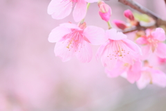 三妙寺の河津桜4