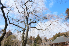 栄福寺の枝垂れ桜6
