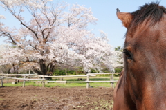 馬と桜～お近づきバージョン～