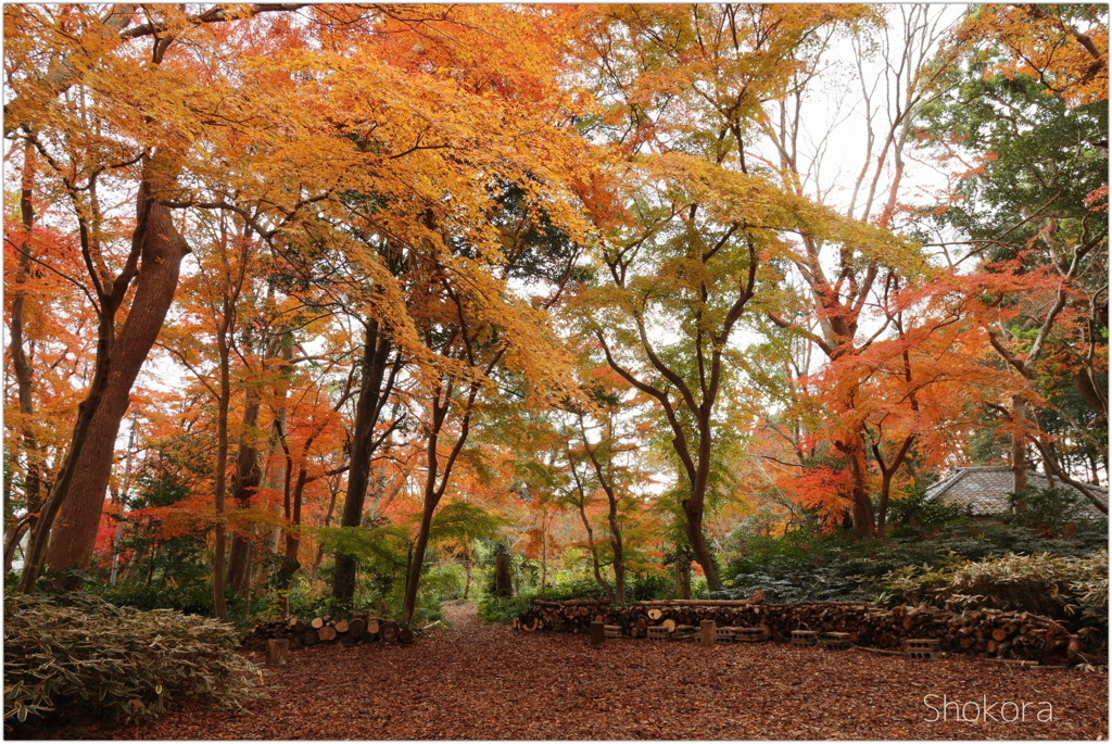 十枝の森の紅葉2