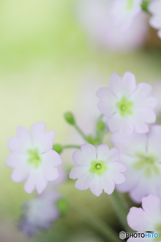 Hello spring