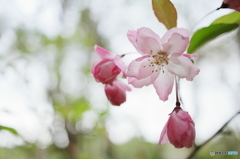 Flowering crab apple