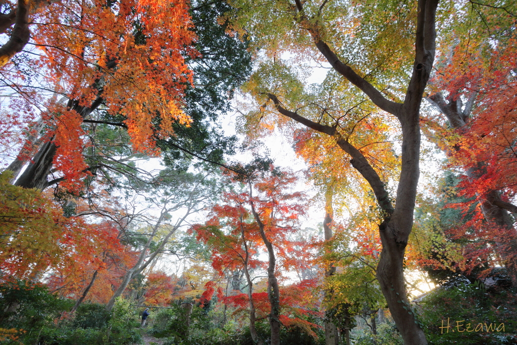 最後の紅葉