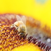 Sunflower and bee2