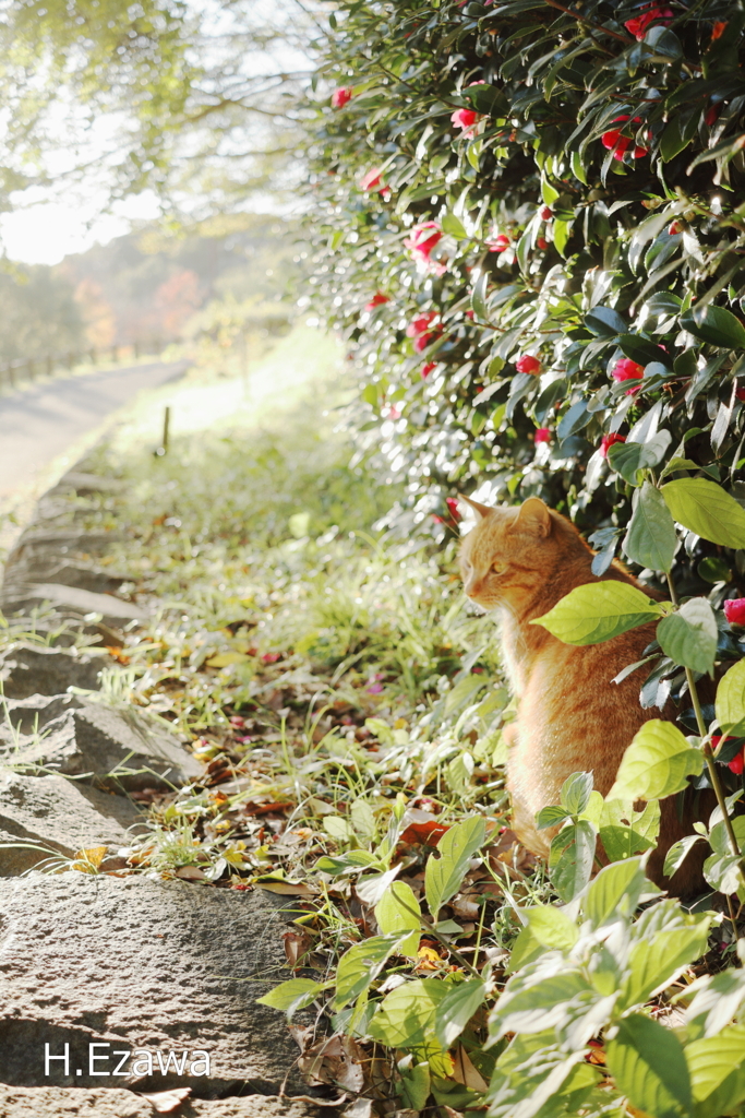 公園のねこⅡ