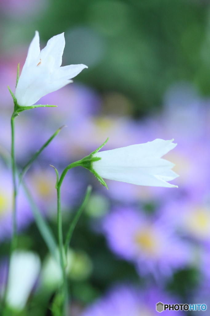 イワシャジン