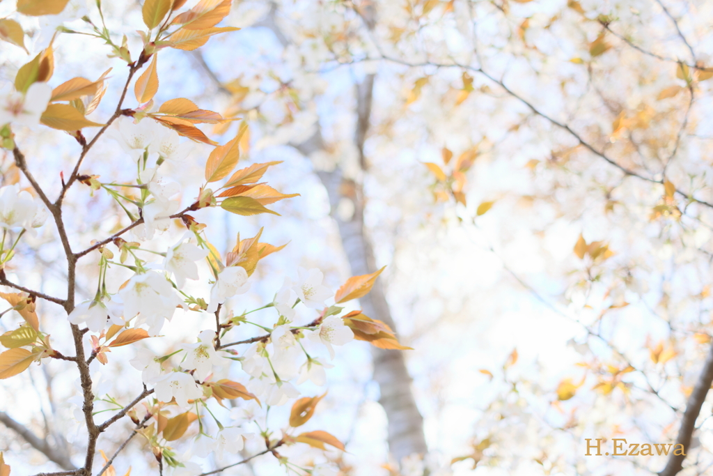 白い山桜2