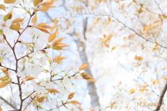 白い山桜2