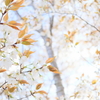白い山桜2