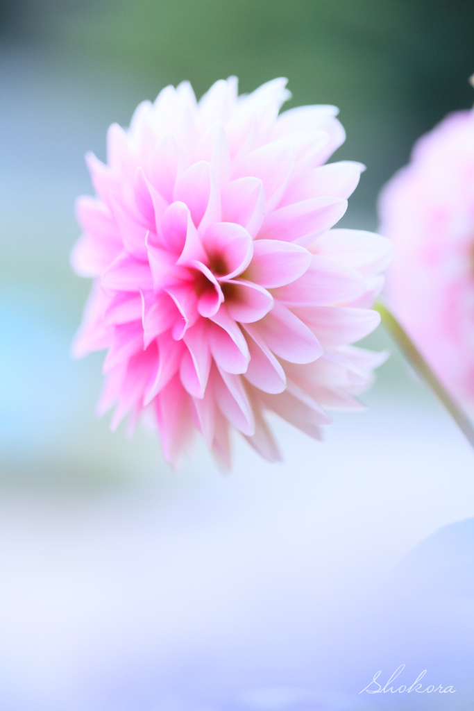Brilliant flower