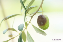 熟し始めたオリーブ