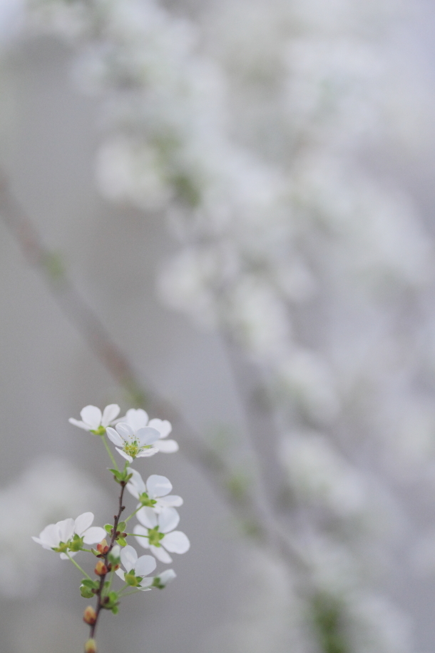 雪の花