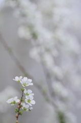 雪の花