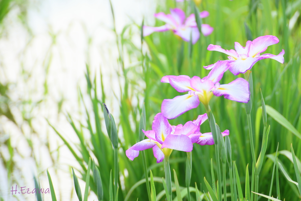 花菖蒲