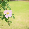 At the rose garden3