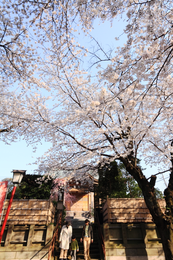 参道の桜