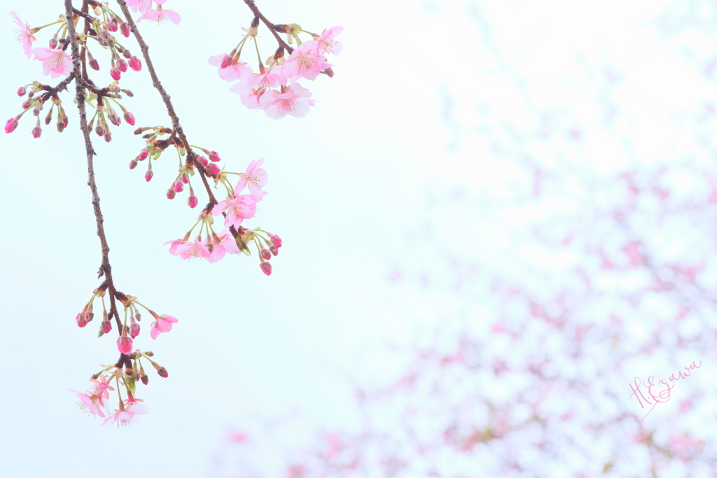 purity7