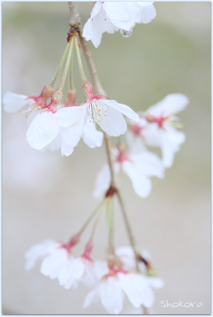 栄福寺の枝垂れ桜Ⅴ