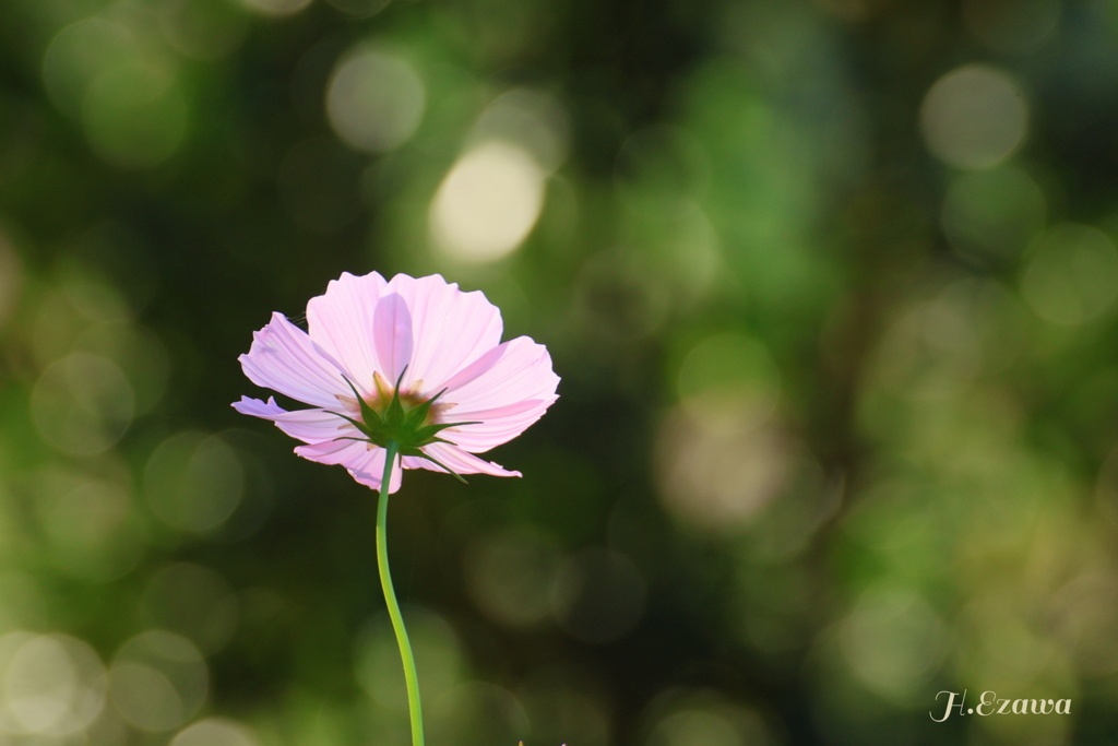 コスモス