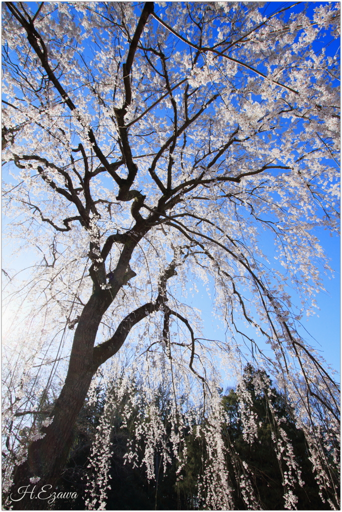 栄福寺の枝垂れ桜7